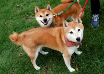 Vốn hóa thị trường Dogecoin đạt 12 tỷ USD trong bối cảnh đầu cơ X Payments