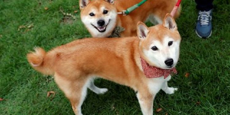 Vốn hóa thị trường Dogecoin đạt 12 tỷ USD trong bối cảnh đầu cơ X Payments